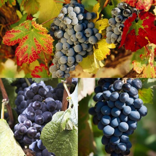 𝐕𝐈𝐈𝐍𝐀𝐌𝐀𝐑𝐈 ‘𝐅𝐑𝐄𝐃𝐎𝐍𝐈𝐀’