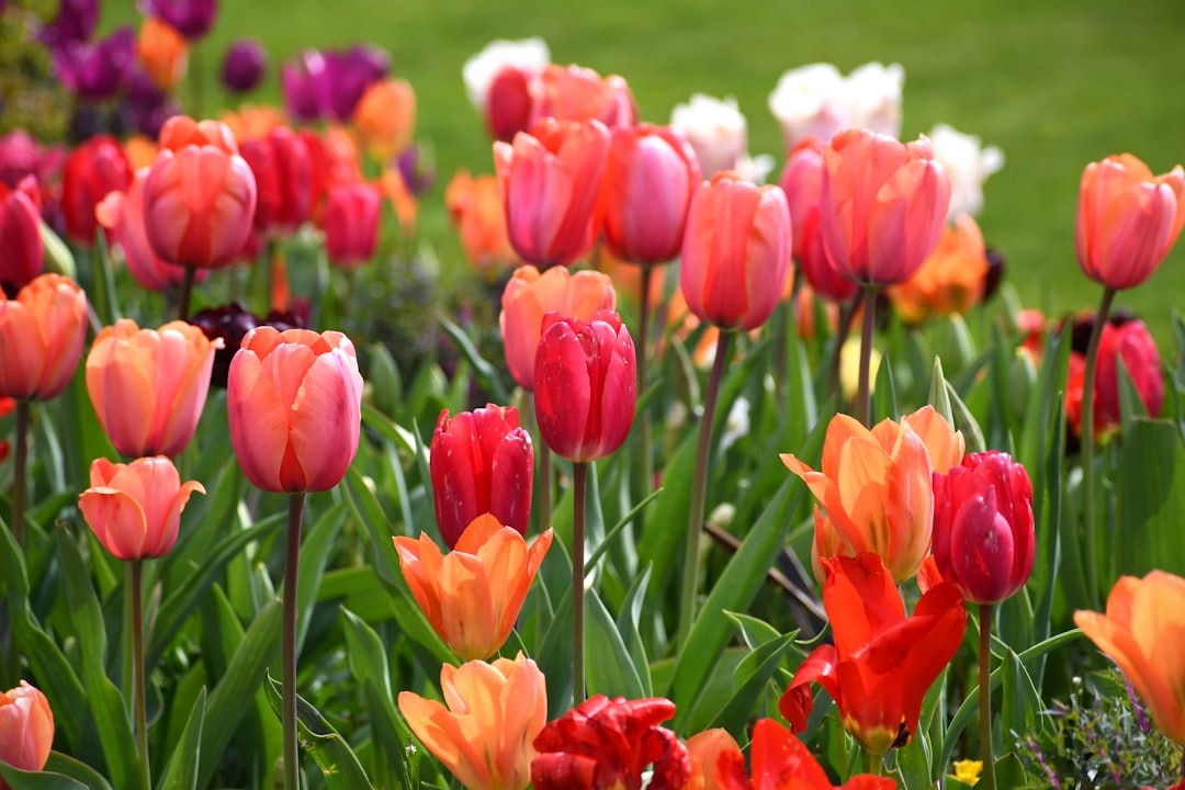 Field of red, orange, pink, and purple tulips in bloom.